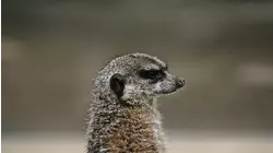 Nature Scenes Baby Animals: Baby Penguin and Meerkat
