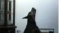 Funniest Pets & People