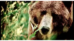 Heart of a Grizzly