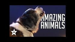 AMAZING Animal Auditions On Got Talent 2019 | Got Talent Global