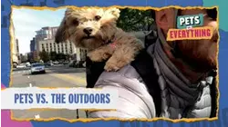 Pets VS. Everything | Pets VS. The Outdoors