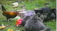 Funniest Pets & People
