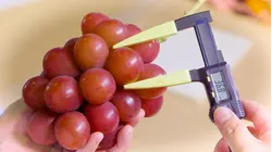 Why Japanese Ruby Roman Grapes Are So Expensive