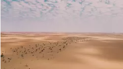The Lion's Dryest Savannah