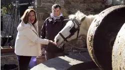 Olive Oil for Everything