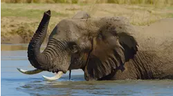 The Great Elephant Tale