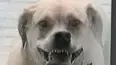 Funniest Pets & People