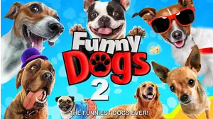 Funny Dogs 2