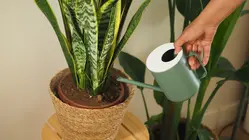 The pandemic plant craze has cooled, but Americans aren't giving up on greenery
