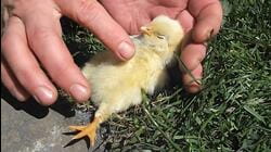 Chicks