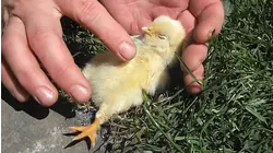 Chicks