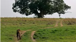 The Lion Tree