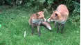 Viral Wild