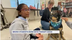 Therapy dogs help Bronx school students build confidence, social-emotional skills