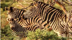Zebra Calf Part 1
