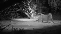 Mountain Lion