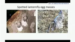 Spotted lanternfly problem now so widespread reports no longer needed