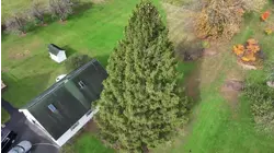 Hear the Story Behind the 2025 Rockefeller Christmas Tree