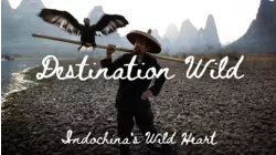 Wild Indochinas - Wild heart