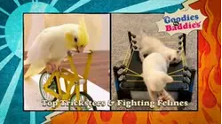 Goodies VS. Baddies | Top Tricksters & Fighting Felines