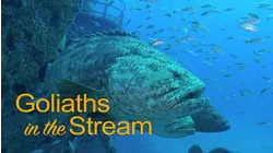 Goliaths in the Stream