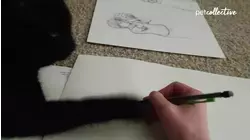 The World's Most Purrrfect Black Cats