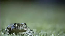 Fantastic Frogs