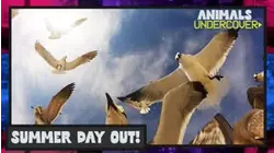 Animals Undercover | Summer Day Out!