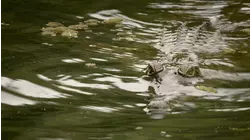 Wetlands