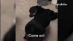 Thirsty Pets