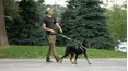 Dog Tales Rescue