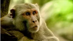 Monkey Island