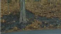Downed lines spark brush fire in Briarcliff Manor as crews quickly contain flames