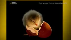 National Geographic unveils the best pictures of the year