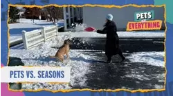 Pets VS. Everything | Pets VS. Seasons