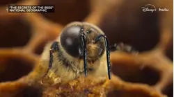 New Nat Geo doc highlights alarming decline of the honeybee