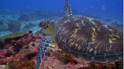 Maldives - Paradise Shrinking