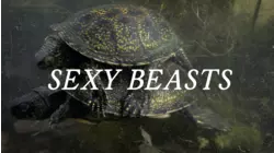 Sexy Beasts