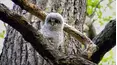 Baby Animals in the Wild