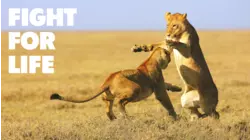 Fight for Life
