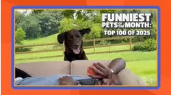 Funniest Pets of the Month: Top 100 of 2025