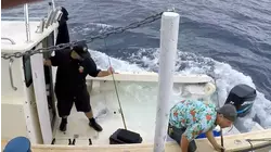 The Royal Seas