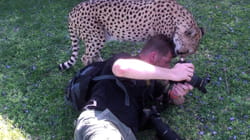 TPC Viral Wild