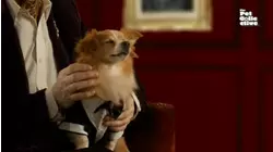 When Pets Take Over