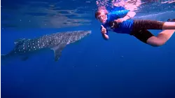 Whale Shark