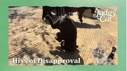 Judgy Cat | Hiss of Disapproval