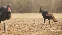 Full Strut S7:E3 "Nebraska"
