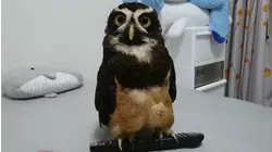 Best Pets of the Week | August 2018 Week 4