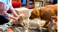 TPC's Pet Obsessed