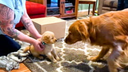 Pet Obsessed | Royalty